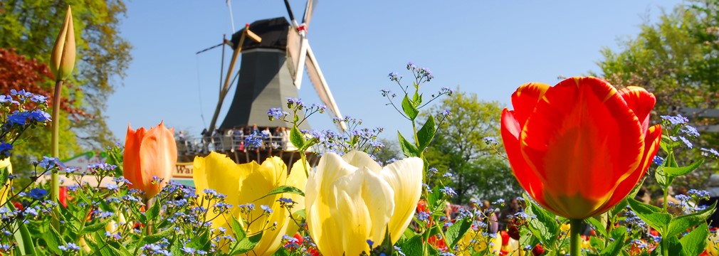 Holland_shutterstock_29151274.jpg (1)
